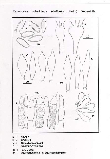 Xerocomus bubalinus   (Oolbekk. & Duin)  Redeuilh